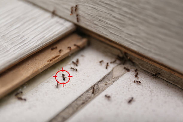 Best Emergency Pest Control  in Ben Wheeler, TX