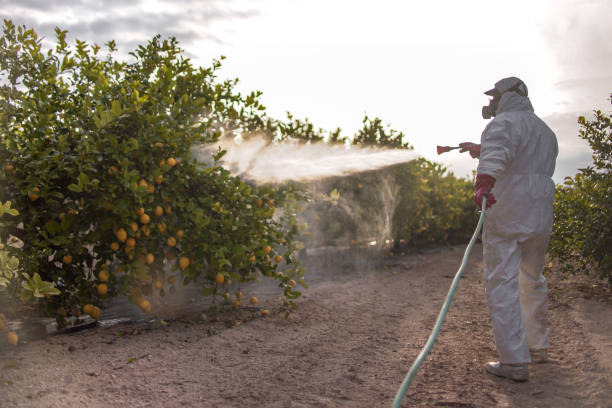 Best Residential Pest Control  in Ben Wheeler, TX