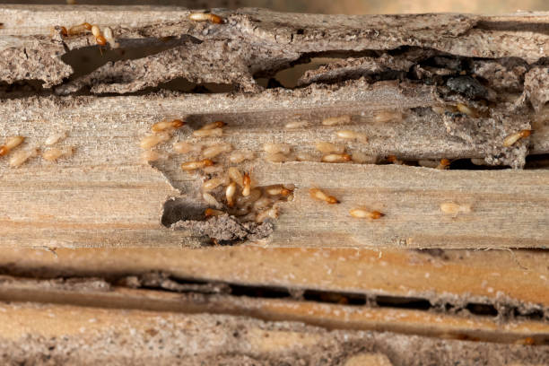 Best Rat Extermination Near Me  in Ben Wheeler, TX