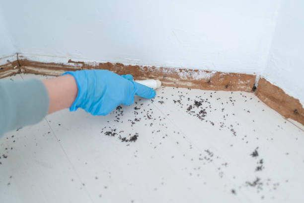Best Bed Bug Extermination  in Ben Wheeler, TX